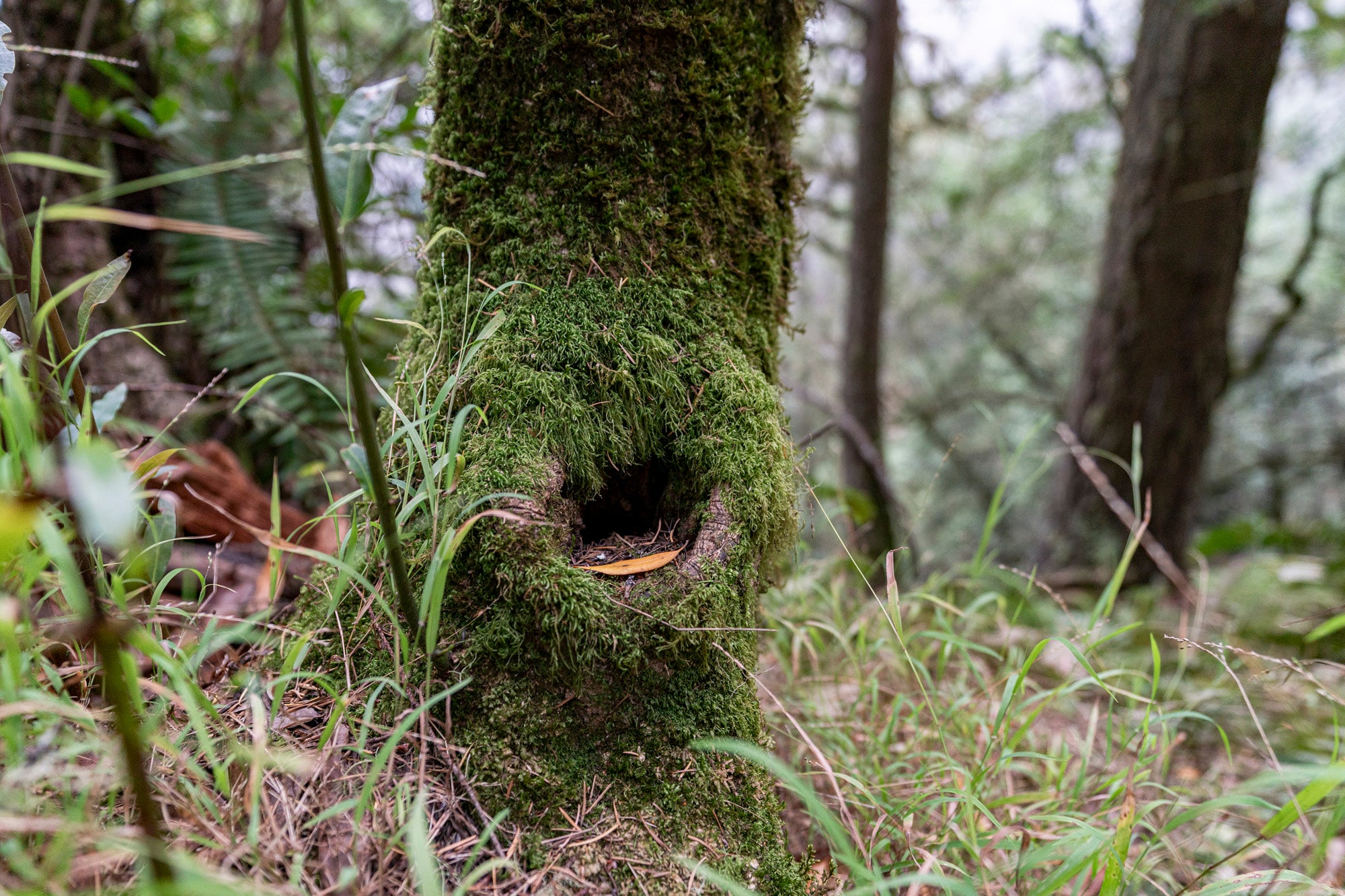 a boy looking into a fairy house built into a tree trunk