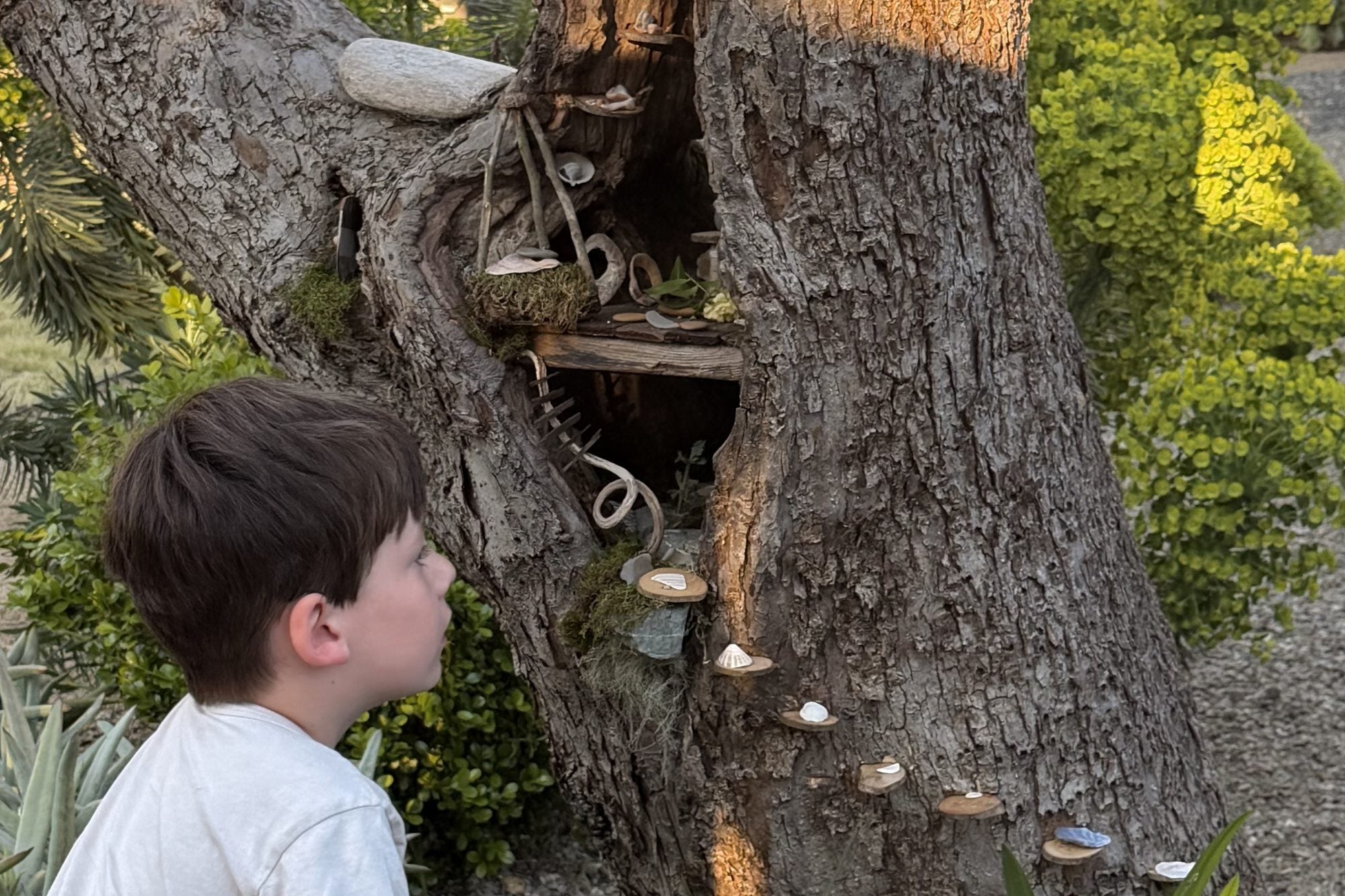 a boy looking into a fairy house built into a tree trunk